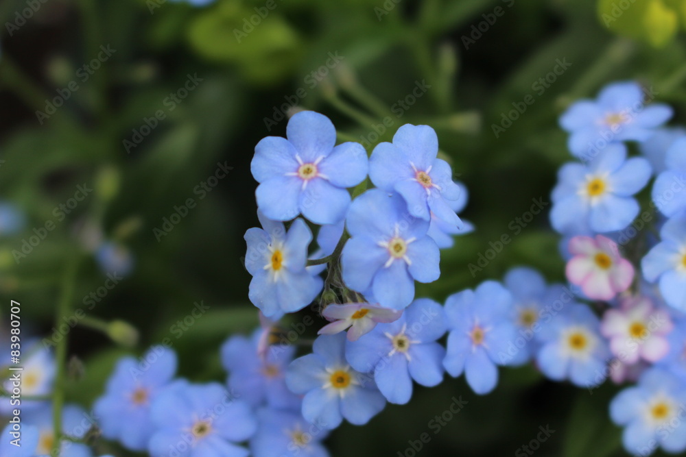forget-me-not
forget-me-not