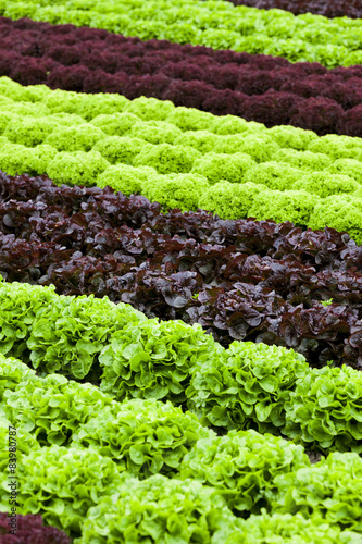 Salatfeld mit Rotem und Grünem Salat