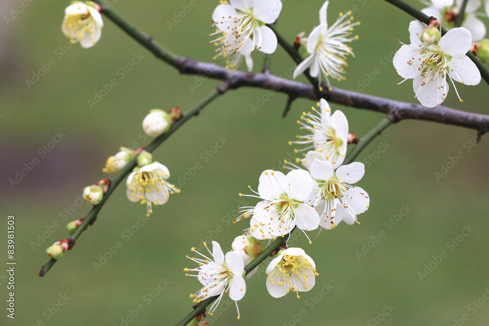 Plum flowers blooming in the garden in spring Plum flowers blooming in the garden in spring