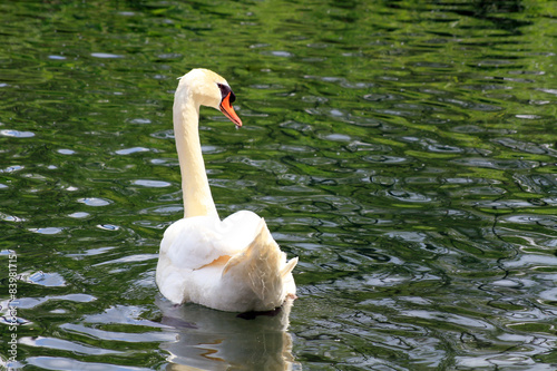 Fototapeta Naklejka Na Ścianę i Meble -  cygne 25052015