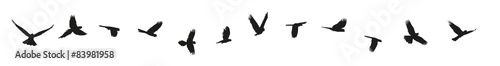 Vogelzug