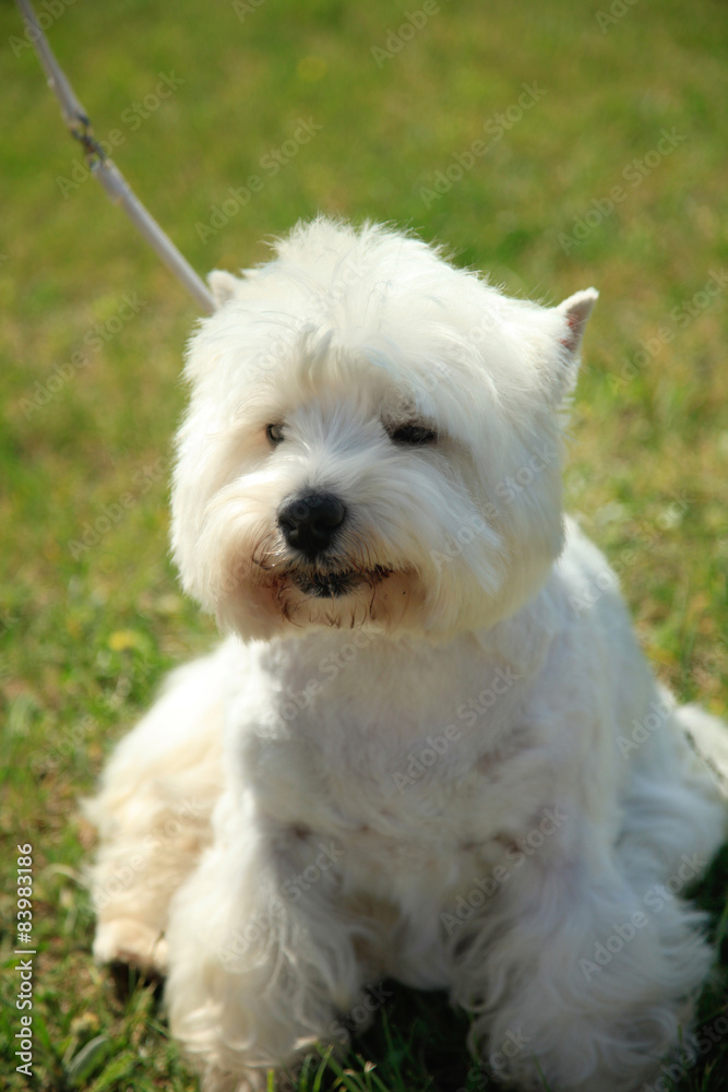 West Highland White Terrier