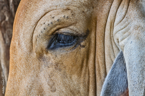 close up on eye cow