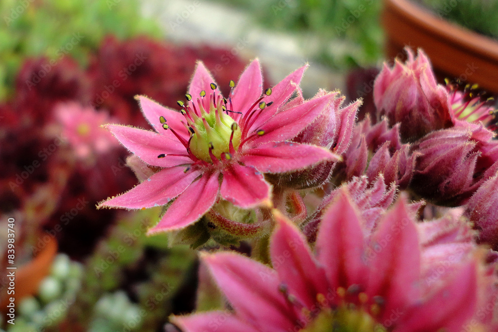 Steinrosen / Blühendes sempervivum Steinrosen / Blühendes sempervivum