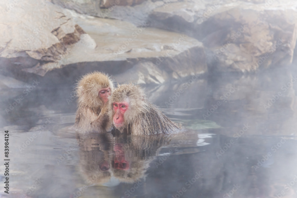 Naklejka premium 温泉のなかよしおさるmonkey which is healed in a hot spring