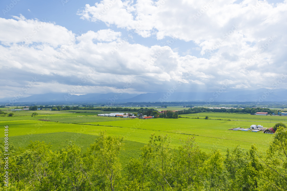 北海道　農業風景　Agricultural landscape Hokkaido Japan