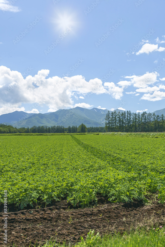 北海道 農業風景 Agricultural landscape Hokkaido Japan 北海道 農業風景 Agricultural landscape Hokkaido Japan