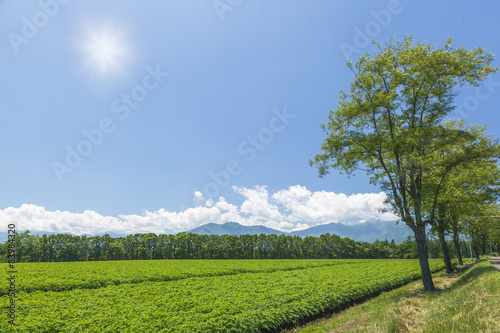 北海道 農業風景 Agricultural landscape Hokkaido Japan