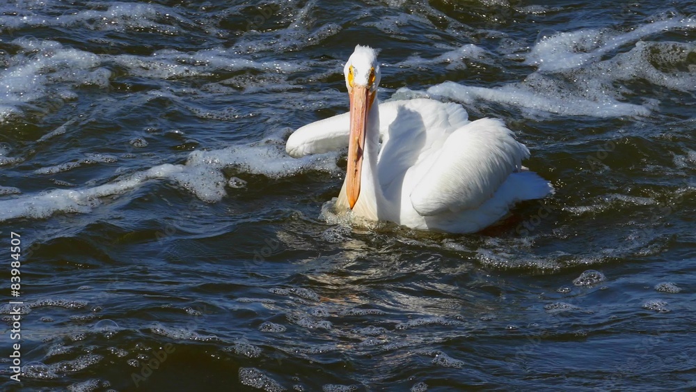 White Pelicans Closeup, Flying, Swimming
White Pelicans Closeup, Flying, Swimming