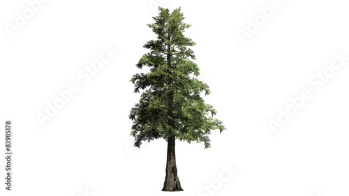 Western red Cedar tree - separated on white background photo