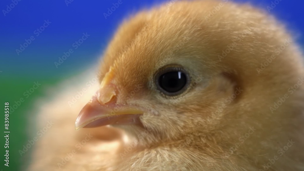 Fluffy baby chicken stands on green carpet with blue background Fluffy baby chicken stands on green carpet with blue background