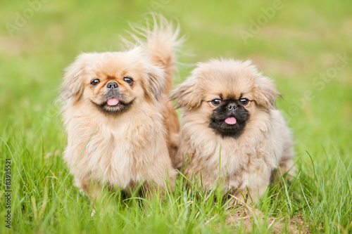 Two pekingese dogs  photo