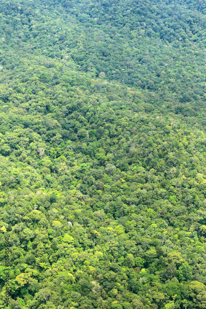 Rice filed and mountain of Borneo (Aerial Shoot)