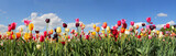 Tulpenfeld Panorama - verschiedene Sorten