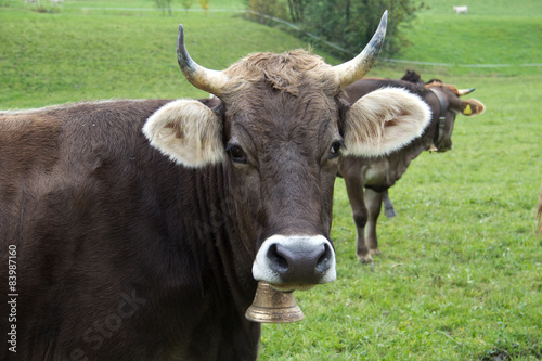 Bild einer braunen Kuh auf der Weide