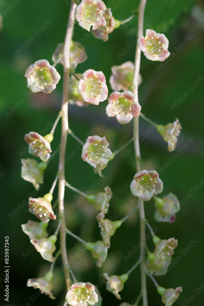 Flowers of red currant Flowers of red currant
