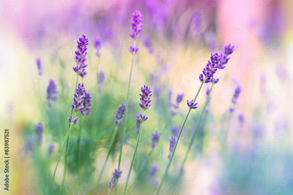 Obraz premium Lavender flowers in flower garden