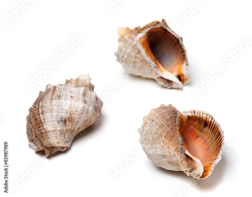 Three shells from rapana on white background