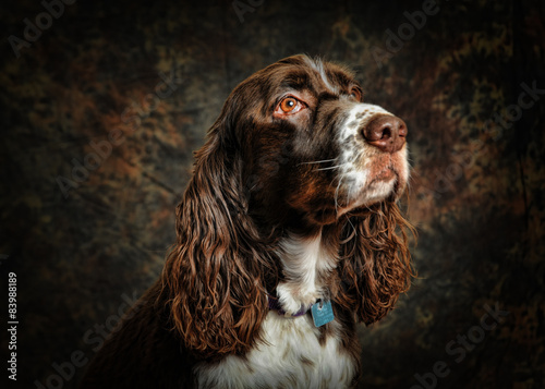 portrait of a springer spaniel photo