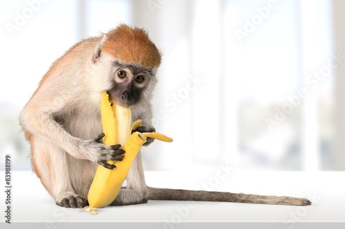 Photography Monkey, Banana, Primate.
