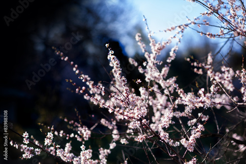 sakura branches on dark background