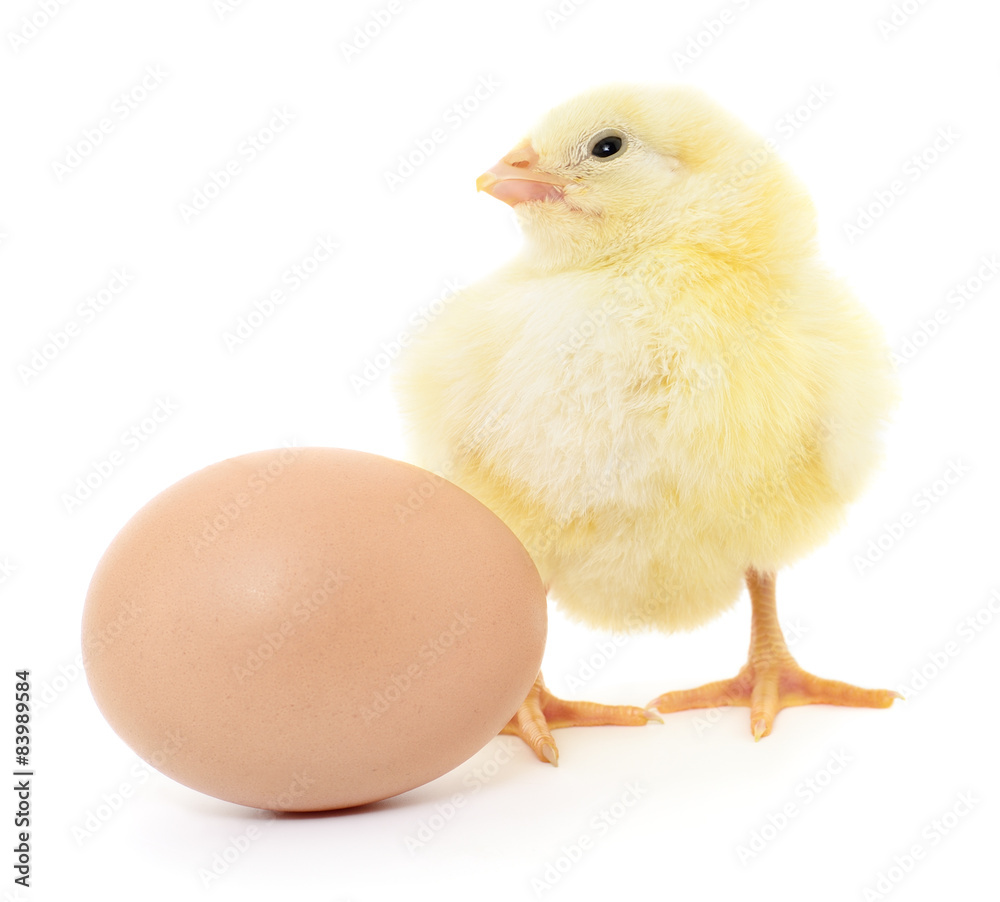 chicken and egg chicken and egg
