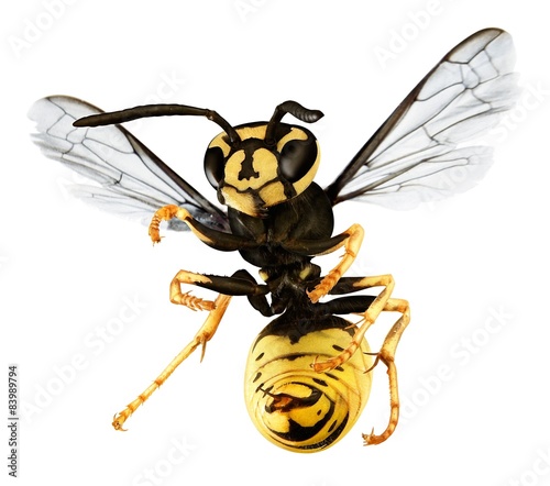 Vászonkép hornet isolated on a white back ground