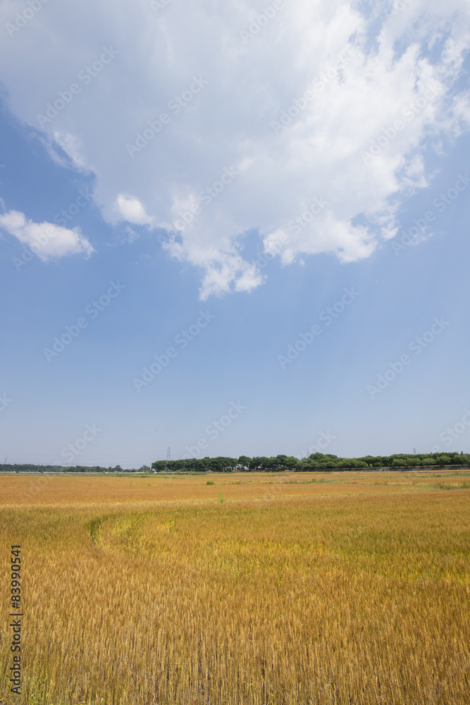 Fototapeta premium 黄金色に色づいた収穫前の小麦畑