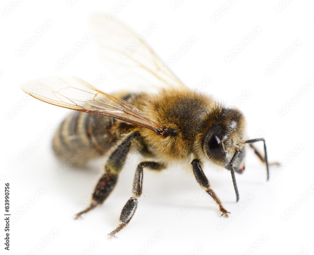 honeybee - obrazy, fototapety, plakaty 
