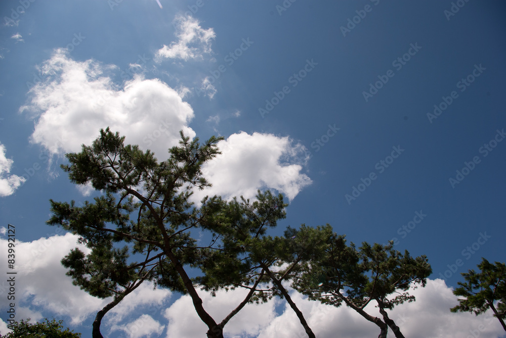 Obraz premium Pine Trees & Clouds