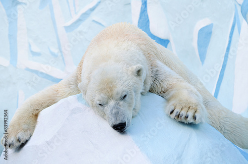 Белый медведь спит.