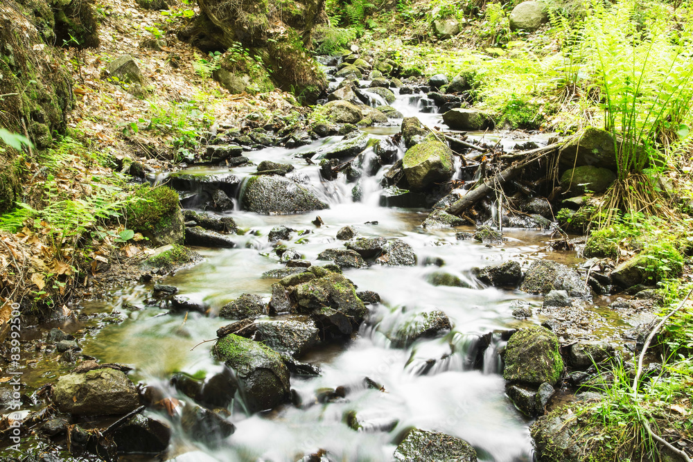 Wild Creek in the Forest, Wild Natural Setting with Flowing Cree