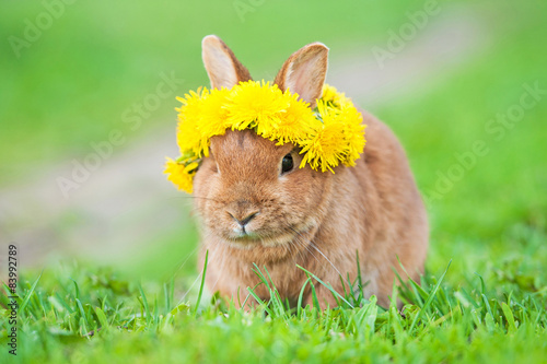 Little dwarf rabbit with wreath of dandelions on its head