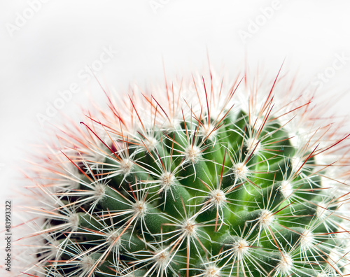 plant cactus