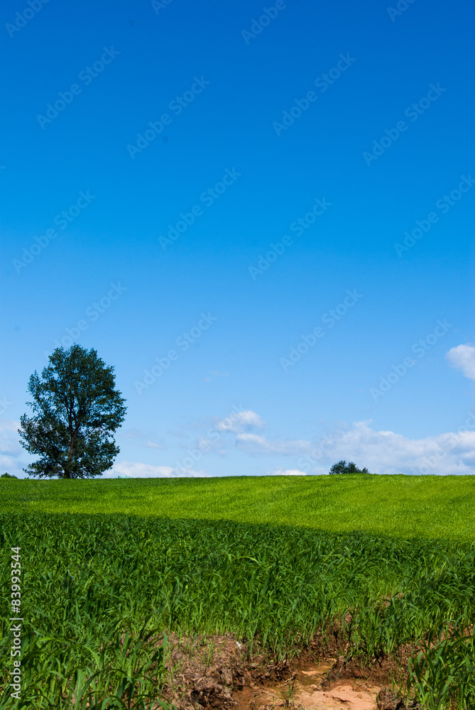 Green Field & Blue Sky
