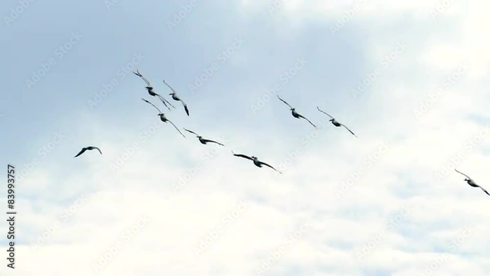 Flock of Pelicans Flying, Turning, Gliding in Slow Motion
Flock of Pelicans Flying, Turning, Gliding in Slow Motion