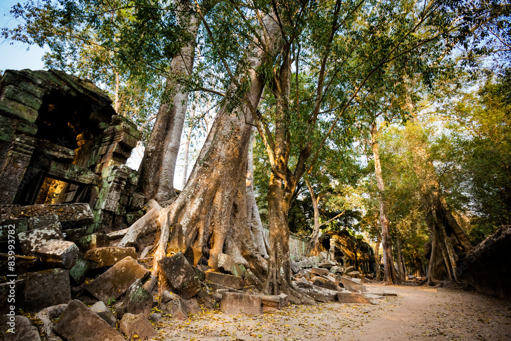 Obraz premium Ta Prohm temple Angkor Wat