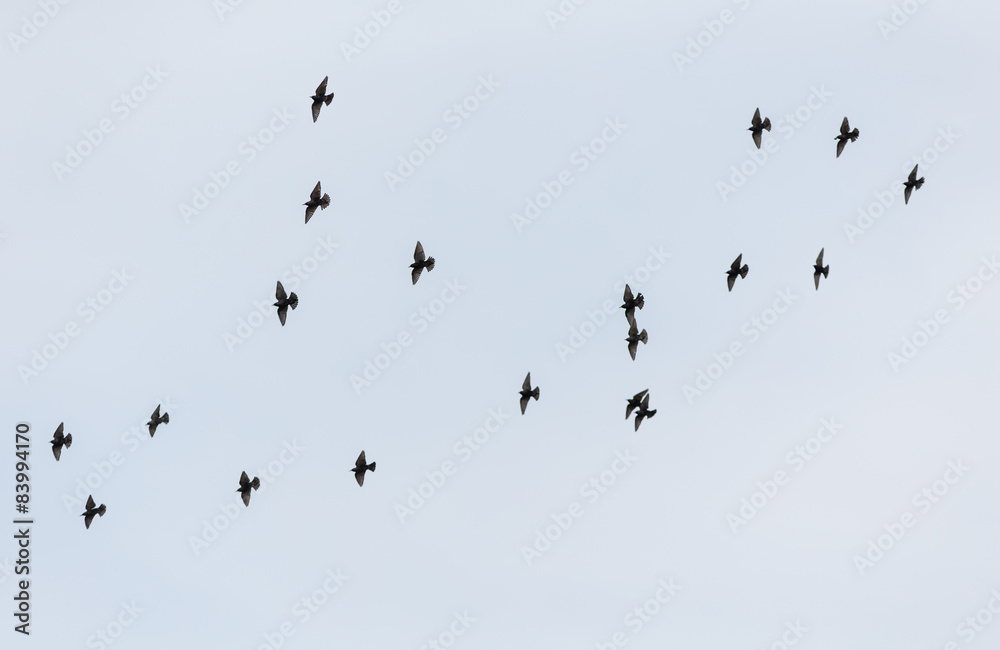 flock in flight