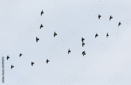 flock in flight