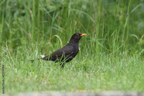 corvo corvi uccello nero