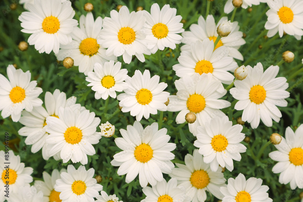 Magic sunny daisy flowers background
