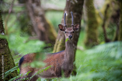 young stag deer eating a leaf in the forest