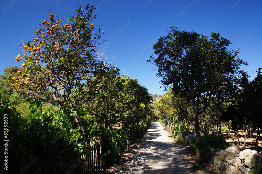 Fototapeta premium Jardins du Bosquet ou Buskett Gardens 