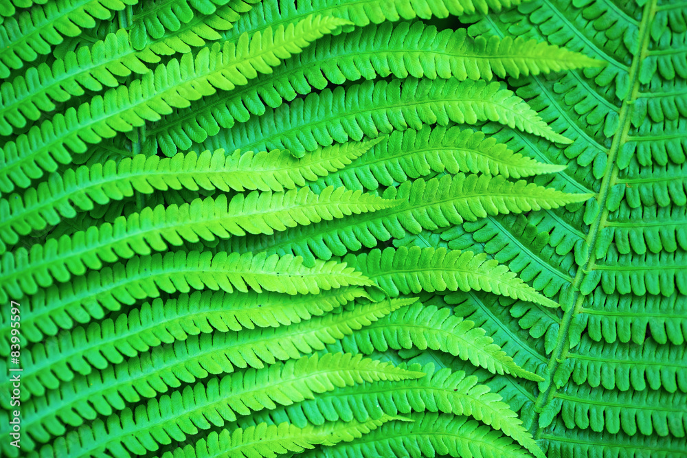 Fern leaves Fern leaves