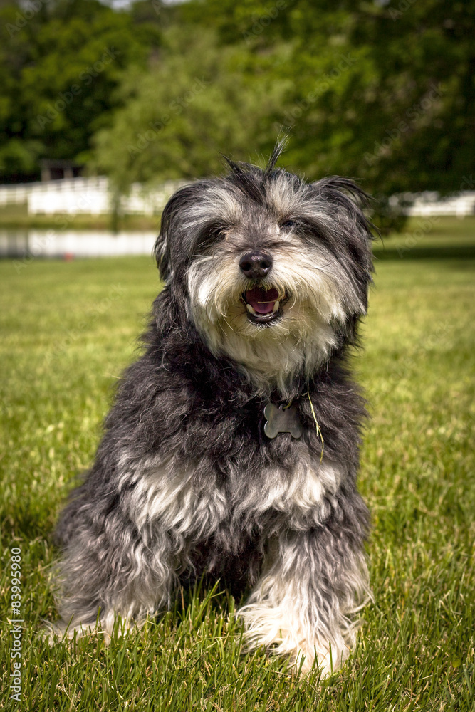 Small sales grey dog