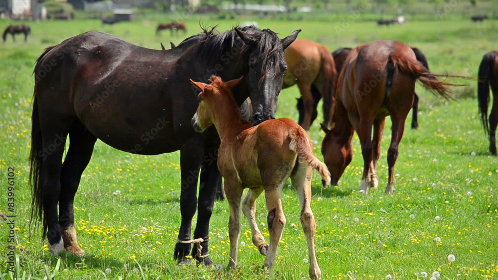 Mare and foal grazing on the grass