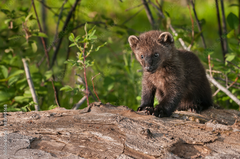 Young Fisher (Martes pennanti) Sits on Log Copy Space Left Young Fisher (Martes pennanti) Sits on Log Copy Space Left