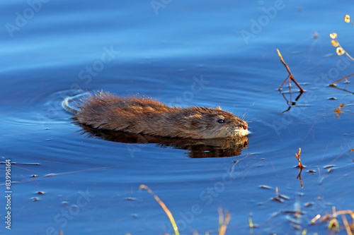 The muskrat floats in water photo