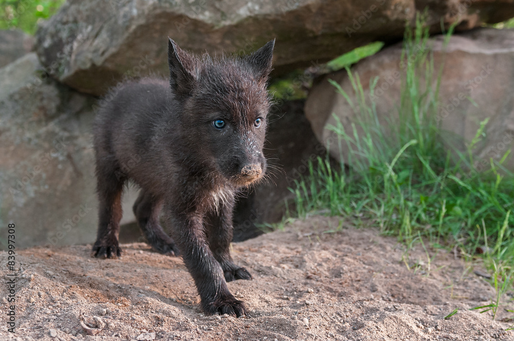 Black Wolf Pup (Canis lupus) Stands outside Den Entrance Black Wolf Pup (Canis lupus) Stands outside Den Entrance