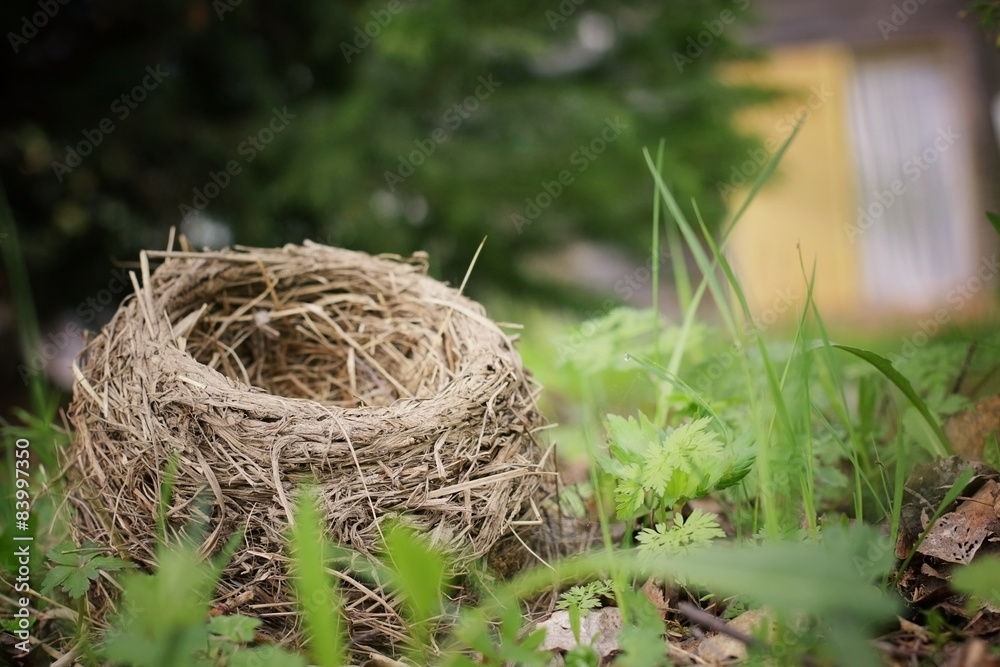 bird's Nest